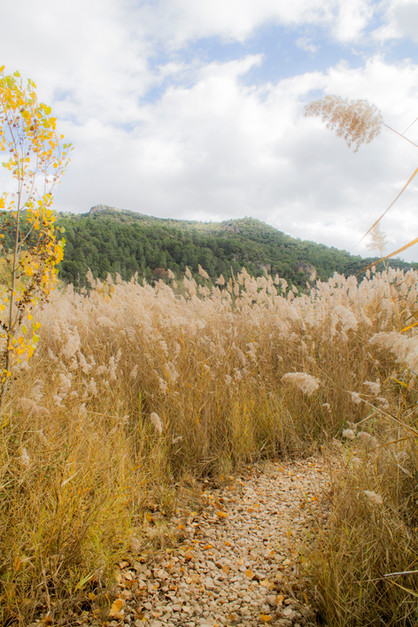 43f06c_5161c3cd7b2942f6b3b5c3d22f3187d8~mv2