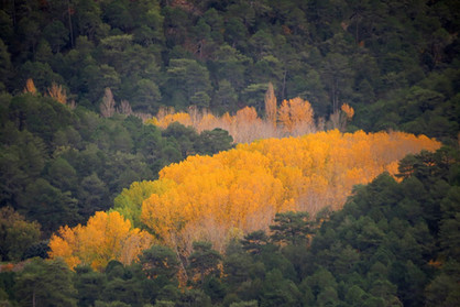 43f06c_8eaaeab68602411fbf292e774fbcb973~mv2