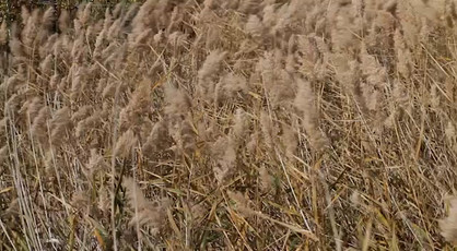 43f06c_9997b070338f488ba973635ee511d7caf003